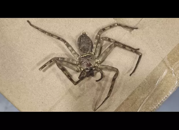A large, dangerous spider was discovered in boxes at a warehouse in the UK.