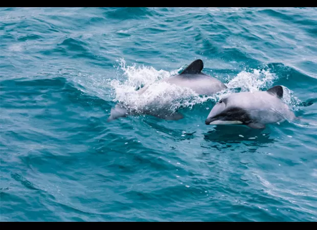 AI isn't going to destroy the world, it's actually doing the opposite.