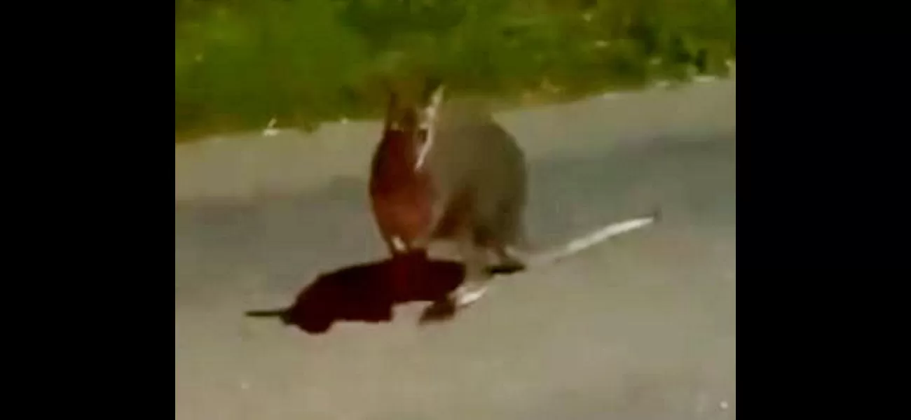 A wallaby is seen hopping down a Devon road, leaving people curious about its presence.