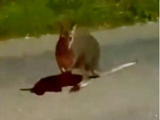 A wallaby is seen hopping down a Devon road, leaving people curious about its presence.