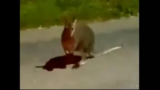 A wallaby is seen hopping down a Devon road, leaving people curious about its presence.