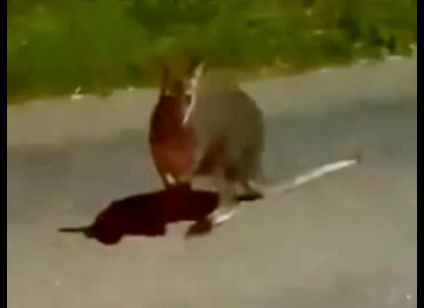 A wallaby is seen hopping down a Devon road, leaving people curious about its presence.