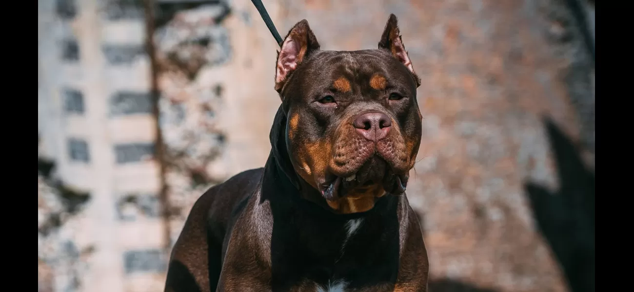 Child attacked by family's large dog after attempting to climb on top of it.