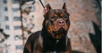 Child attacked by family's large dog after attempting to climb on top of it.