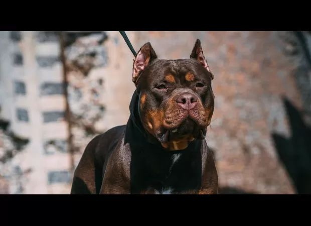 Child attacked by family's large dog after attempting to climb on top of it.