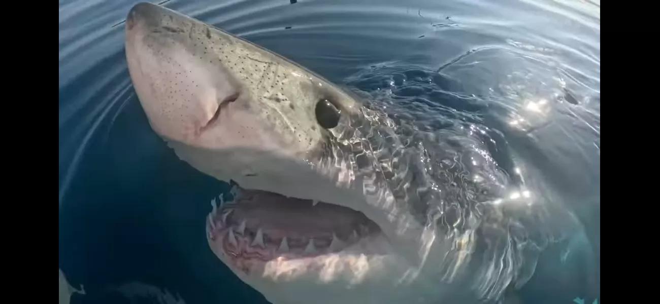 A famished great white shark stalks boaters and then lunges for a dead whale.
