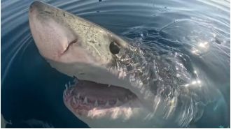 A famished great white shark stalks boaters and then lunges for a dead whale.
