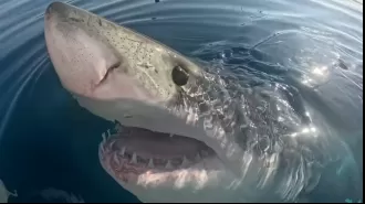 A famished great white shark stalks boaters and then lunges for a dead whale.