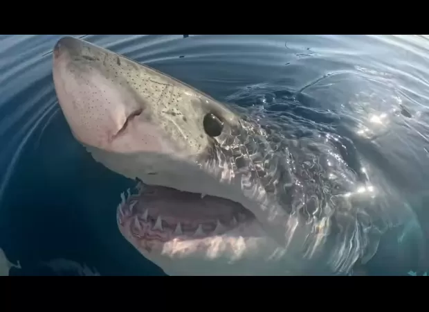 A famished great white shark stalks boaters and then lunges for a dead whale.