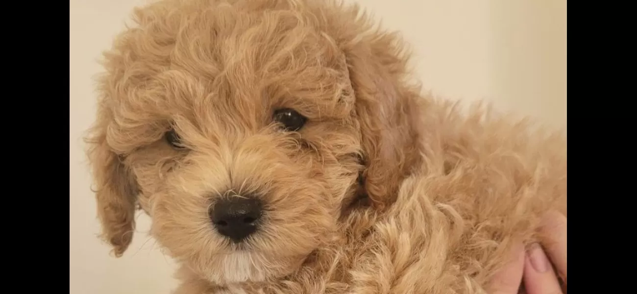 Devastated family mourns death of puppy after brutal attack by another dog.