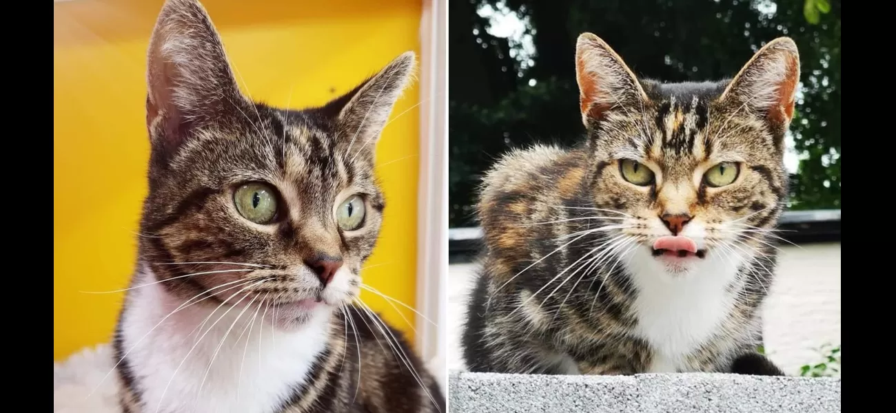Feline saved from death but found beheaded near shelter.