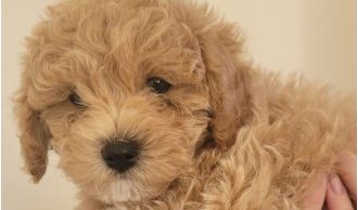Devastated family mourns death of puppy after brutal attack by another dog.