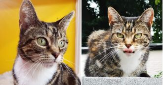 Feline saved from death but found beheaded near shelter.