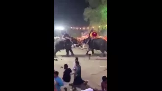 A festival is disrupted when giant elephants go on a rampage, causing chaos among the crowd.