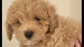 Devastated family mourns death of puppy after brutal attack by another dog.