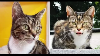 Feline saved from death but found beheaded near shelter.