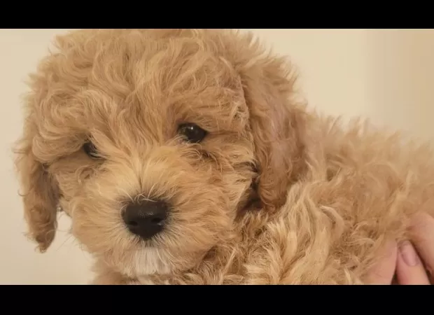 Devastated family mourns death of puppy after brutal attack by another dog.