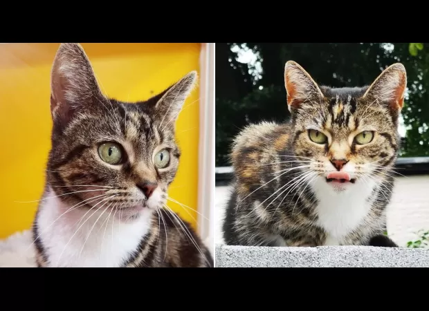 Feline saved from death but found beheaded near shelter.