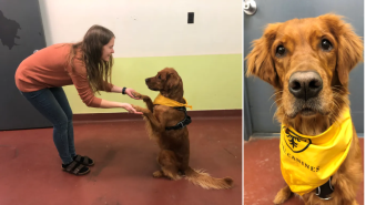 Dogs trained to identify signs of PTSD through scent.