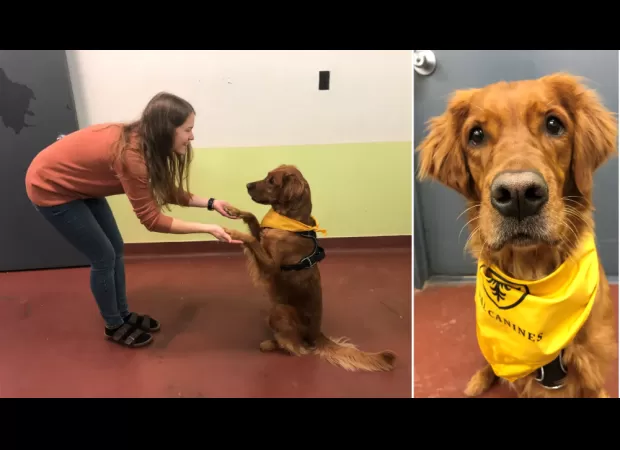 Dogs trained to identify signs of PTSD through scent.