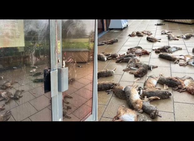37-year-old man arrested for dumping dead animals outside shop.