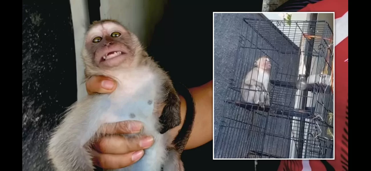 Two women from Britain accused of running a worldwide network for torturing monkeys.
