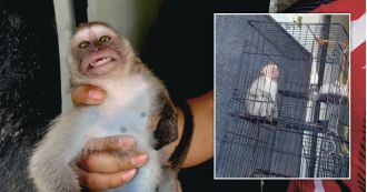 Two women from Britain accused of running a worldwide network for torturing monkeys.