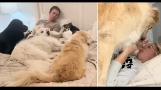 Despite having five large dogs in our bed, it has no impact on our romantic relationship.