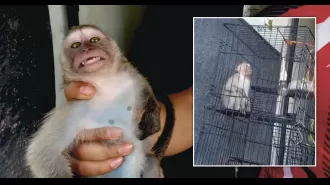 Two women from Britain accused of running a worldwide network for torturing monkeys.