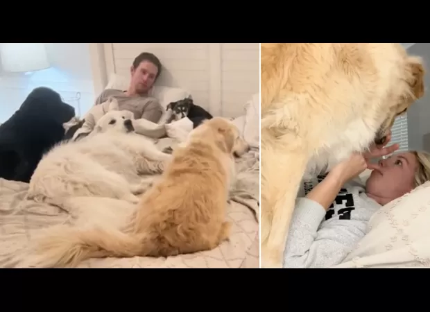 Despite having five large dogs in our bed, it has no impact on our romantic relationship.