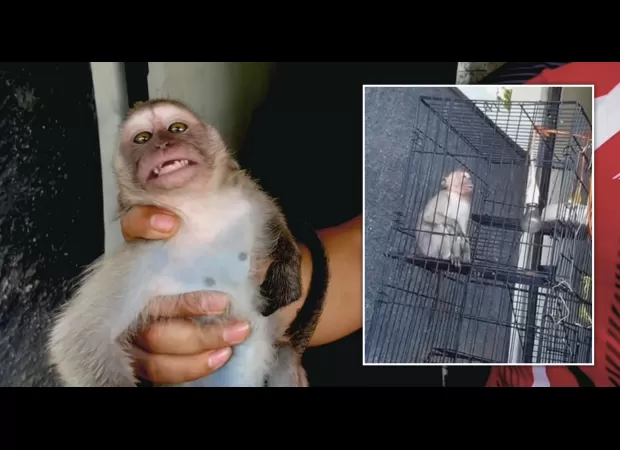 Two women from Britain accused of running a worldwide network for torturing monkeys.