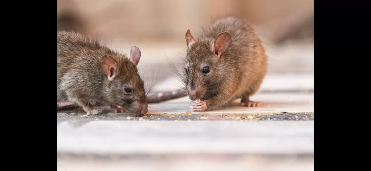Educators express concern about rodents, insects, and plumbing issues in educational facilities.