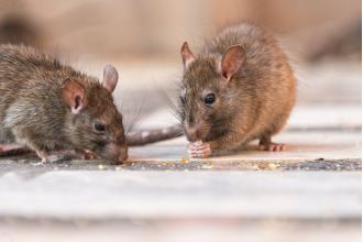 Educators express concern about rodents, insects, and plumbing issues in educational facilities.