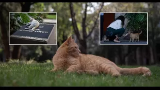 The cats living in this palace are living the life we can only imagine.
