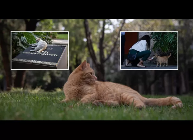 The cats living in this palace are living the life we can only imagine.