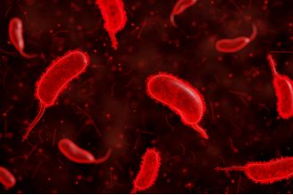 Killer bacteria hunt and devour human blood.