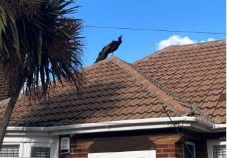 A loud peacock was captured after six months of dominating the area by imitating female bird calls.