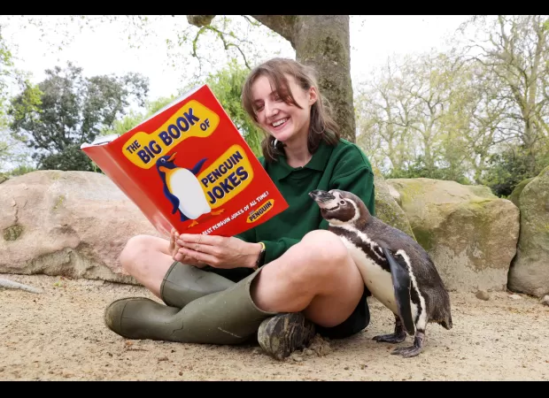 Ten funny jokes about penguins that will make you laugh a lot.