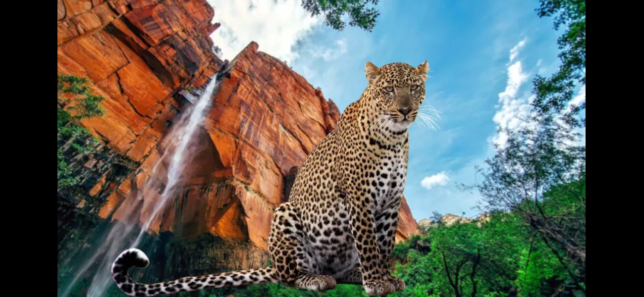 Bannerghatta Biological Park in Bengaluru is soon opening India's largest leopard safari.