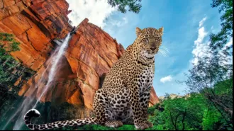 Bannerghatta Biological Park in Bengaluru is soon opening India's largest leopard safari.