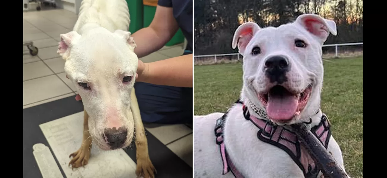 A neglected puppy transforms dramatically after being starved by previous owner.