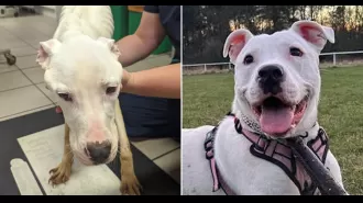 A neglected puppy transforms dramatically after being starved by previous owner.