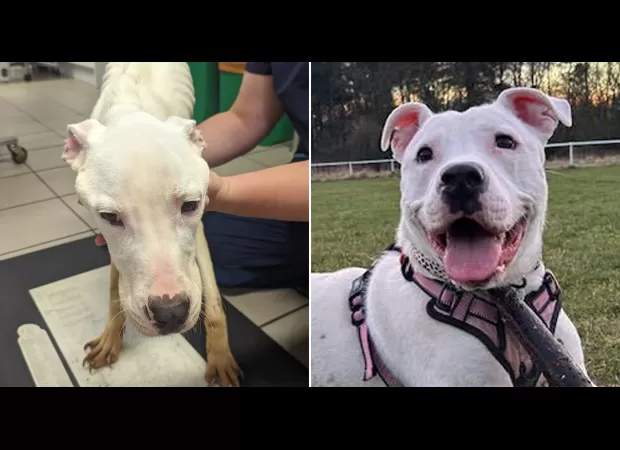 A neglected puppy transforms dramatically after being starved by previous owner.