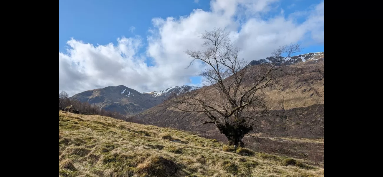 A wych elm in 'Lord of the Rings' helps save its kind from extinction.