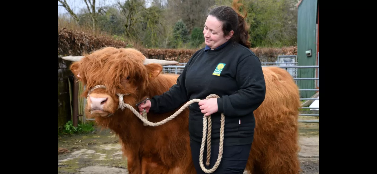 Working at Pollok Country Park is a joy because I get to work with one of the most famous breeds of cattle.