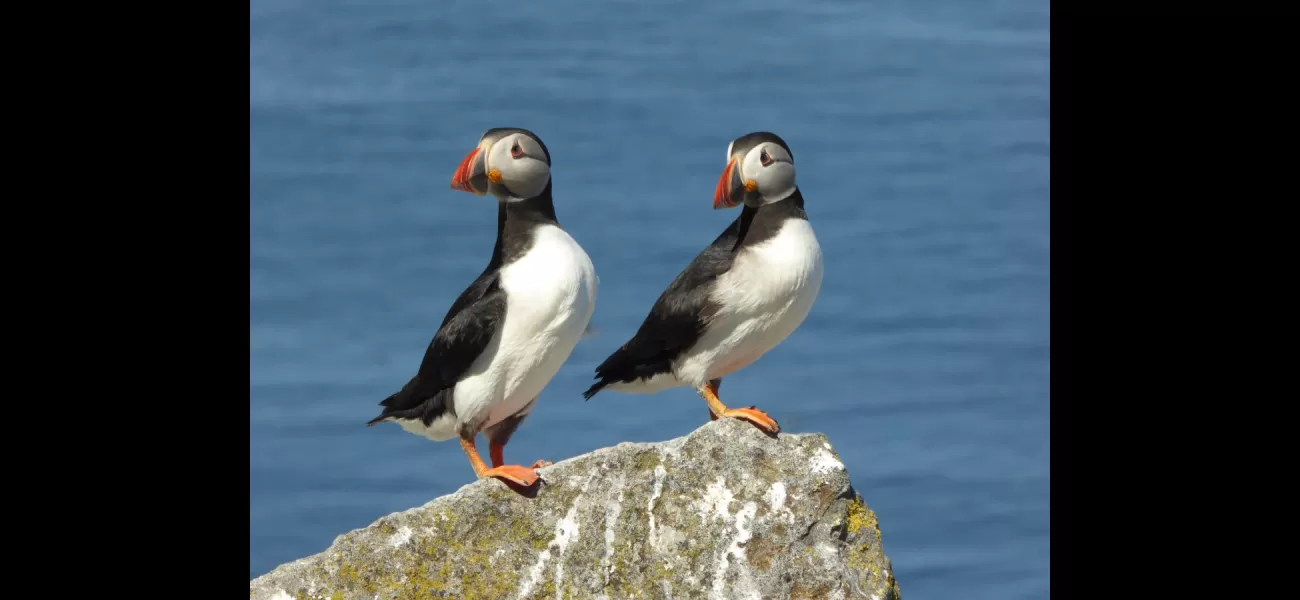 Puffins return to Shetland for breeding season.