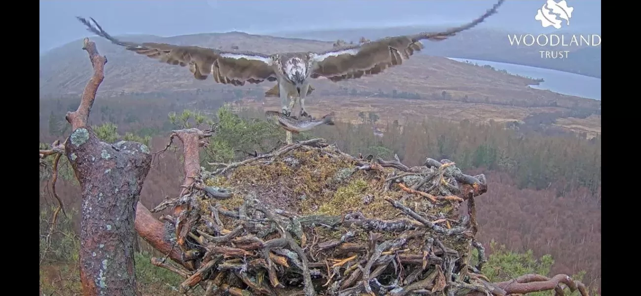 Famous lockdown osprey lays first egg of the season.