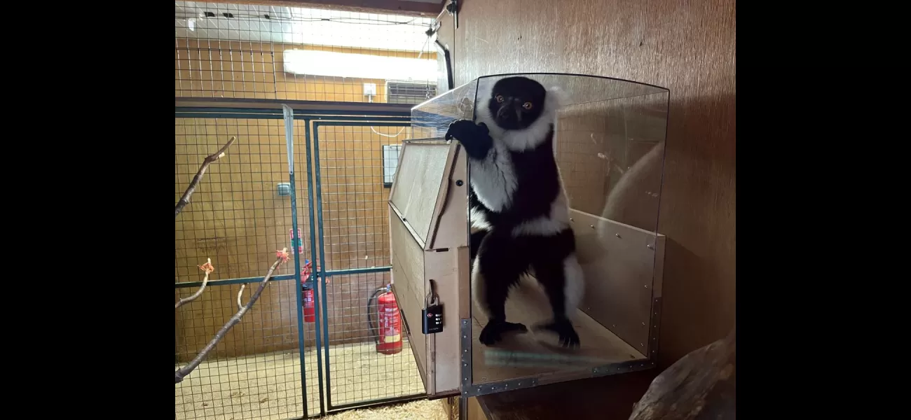 Lemurs like music more than silence at Lemur Lounge.