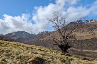 A wych elm in 'Lord of the Rings' helps save its kind from extinction.