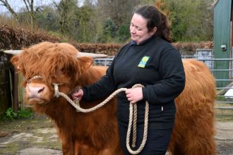Working at Pollok Country Park is a joy because I get to work with one of the most famous breeds of cattle.